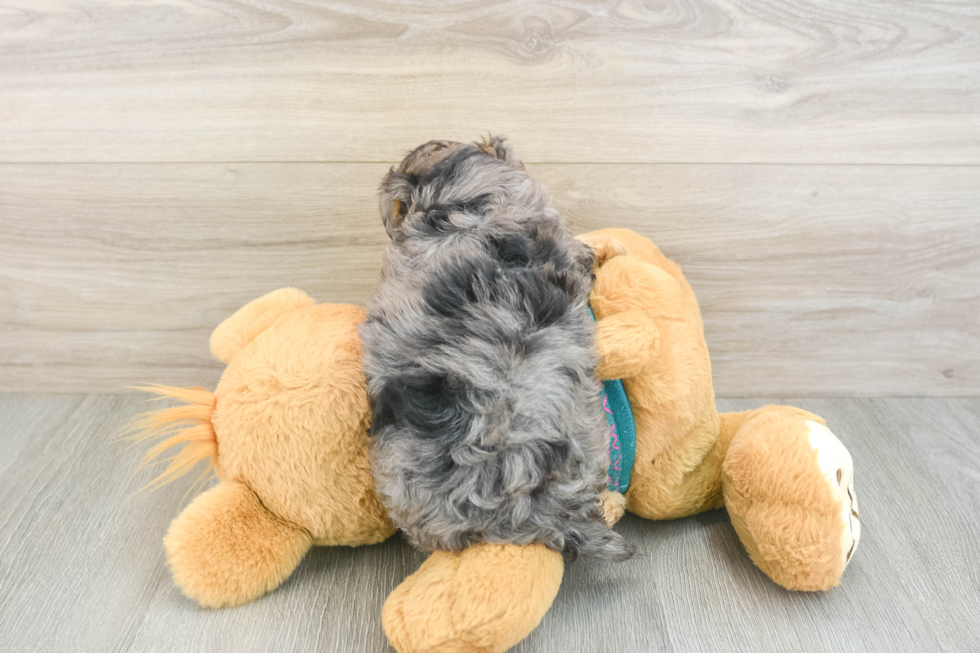 Little Yorkie Poodle Mix Poodle Mix Puppy