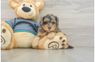 Yorkie Poo Puppy for Adoption