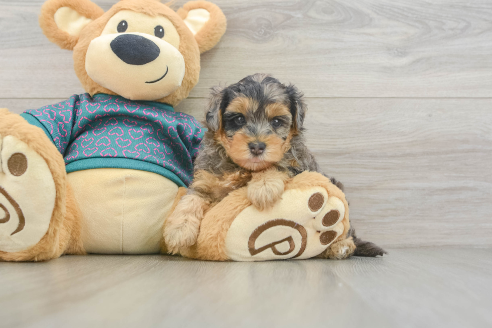 Yorkie Poo Puppy for Adoption