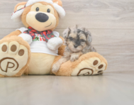 9 week old Yorkie Poo Puppy For Sale - Pilesgrove Pups