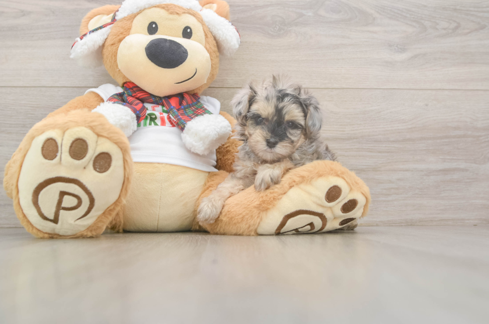 5 week old Yorkie Poo Puppy For Sale - Pilesgrove Pups