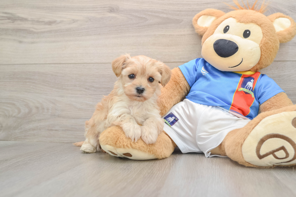 Yorkie Poo Puppy for Adoption