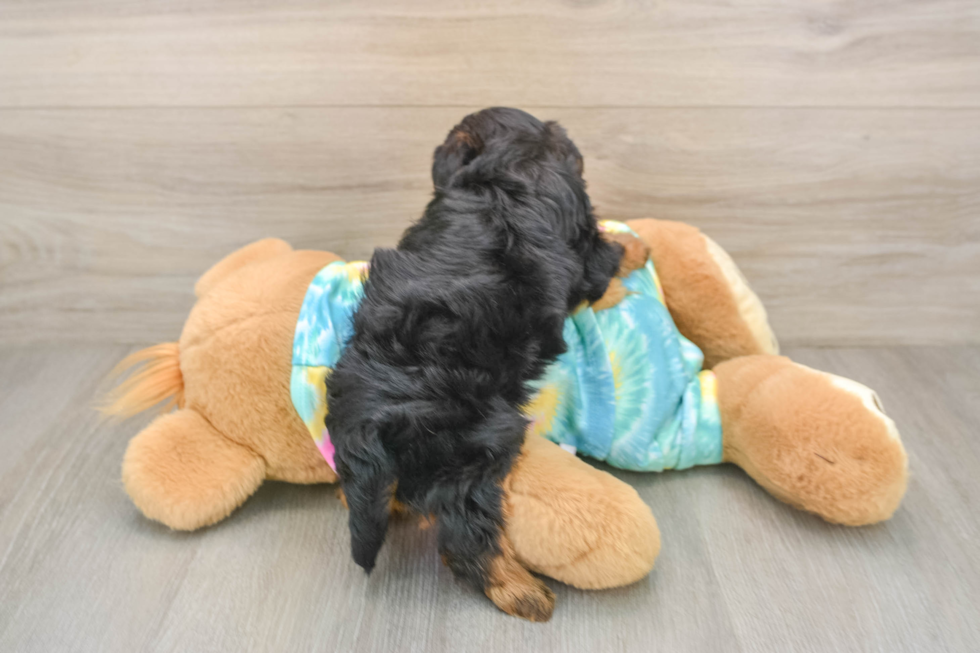 Yorkie Poo Puppy for Adoption