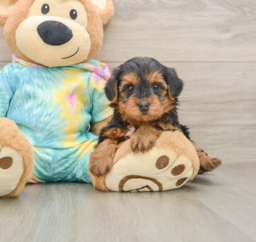 5 week old Yorkie Poo Puppy For Sale - Pilesgrove Pups