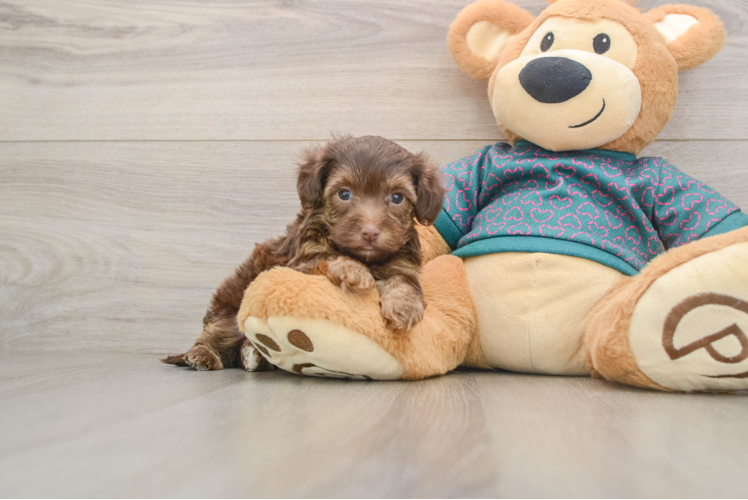 Energetic Yorkipoo Poodle Mix Puppy