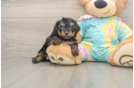 Friendly Yorkie Poo Baby