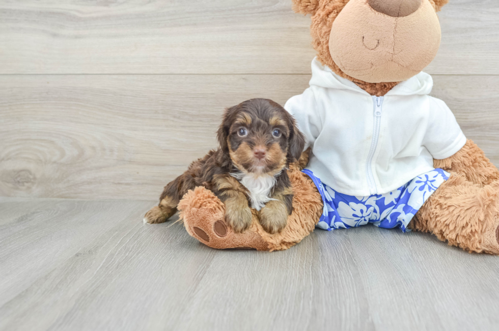 7 week old Yorkie Poo Puppy For Sale - Pilesgrove Pups