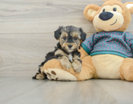 6 week old Yorkie Poo Puppy For Sale - Pilesgrove Pups
