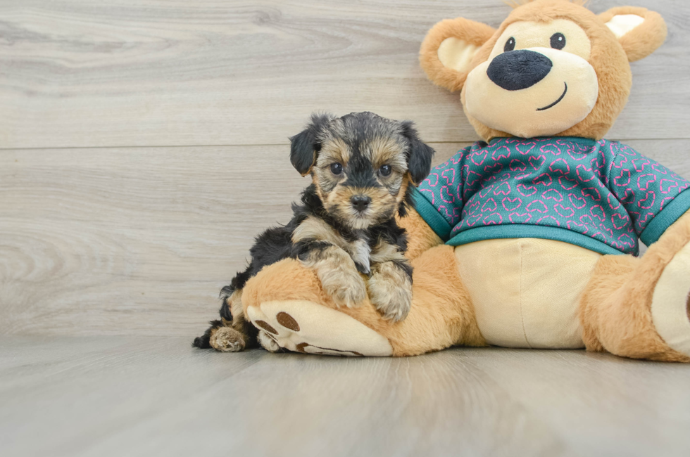 6 week old Yorkie Poo Puppy For Sale - Pilesgrove Pups