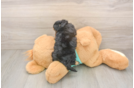 Friendly Yorkie Poo Baby