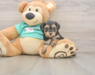 8 week old Yorkie Poo Puppy For Sale - Pilesgrove Pups