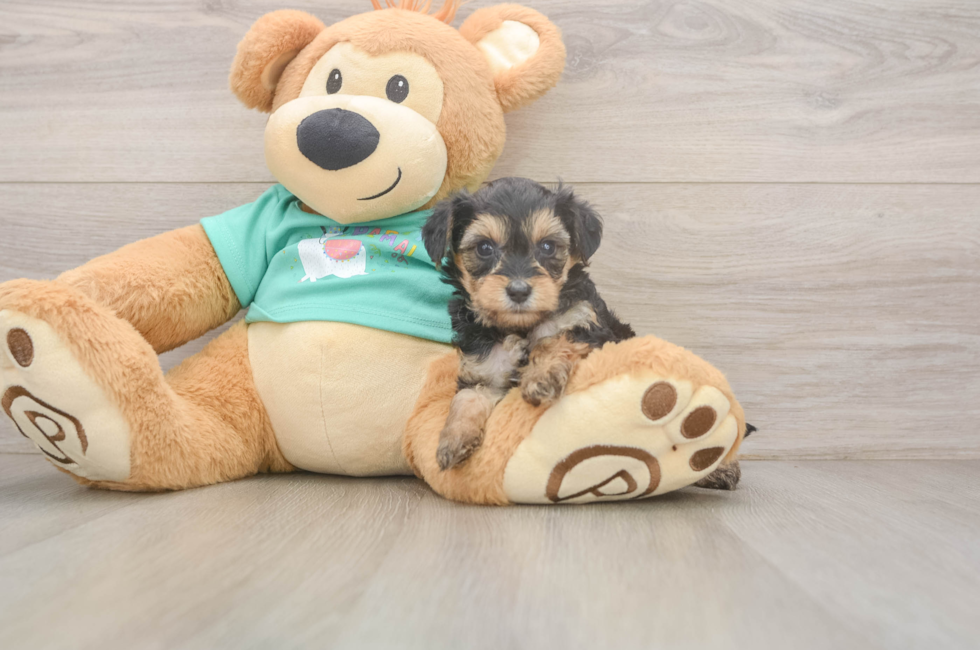 5 week old Yorkie Poo Puppy For Sale - Pilesgrove Pups