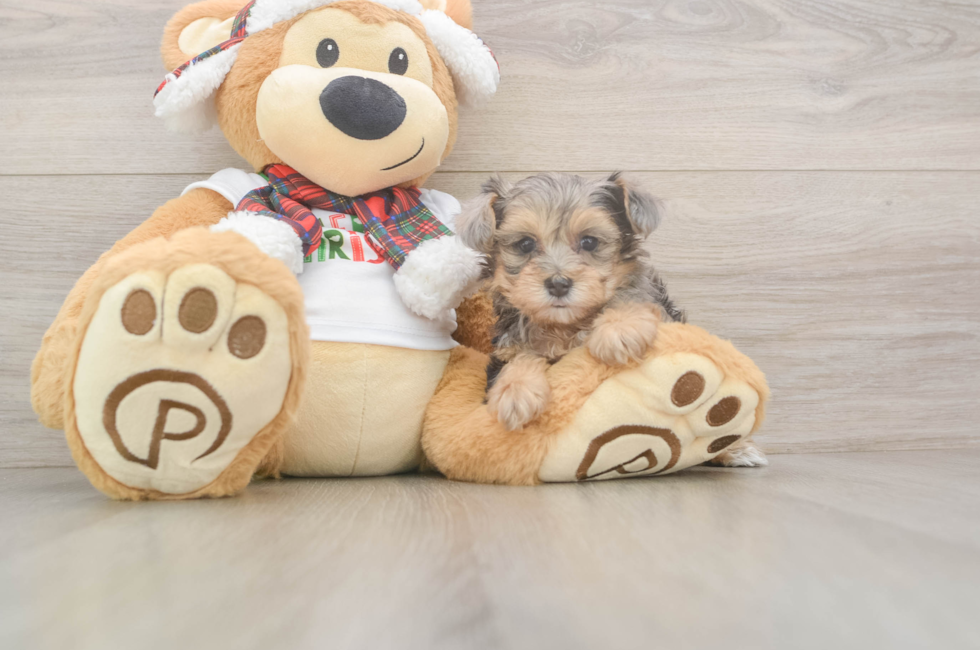 5 week old Yorkie Poo Puppy For Sale - Pilesgrove Pups