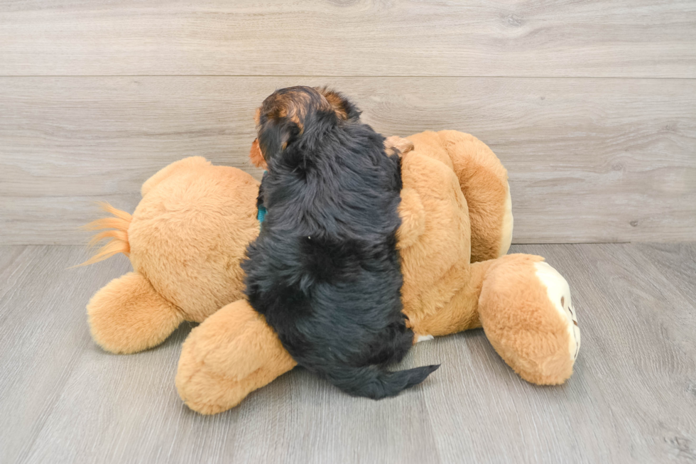 Yorkie Poo Puppy for Adoption