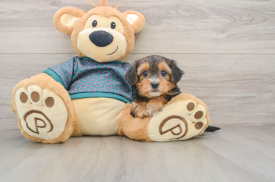 Yorkie Poo Puppy for Adoption