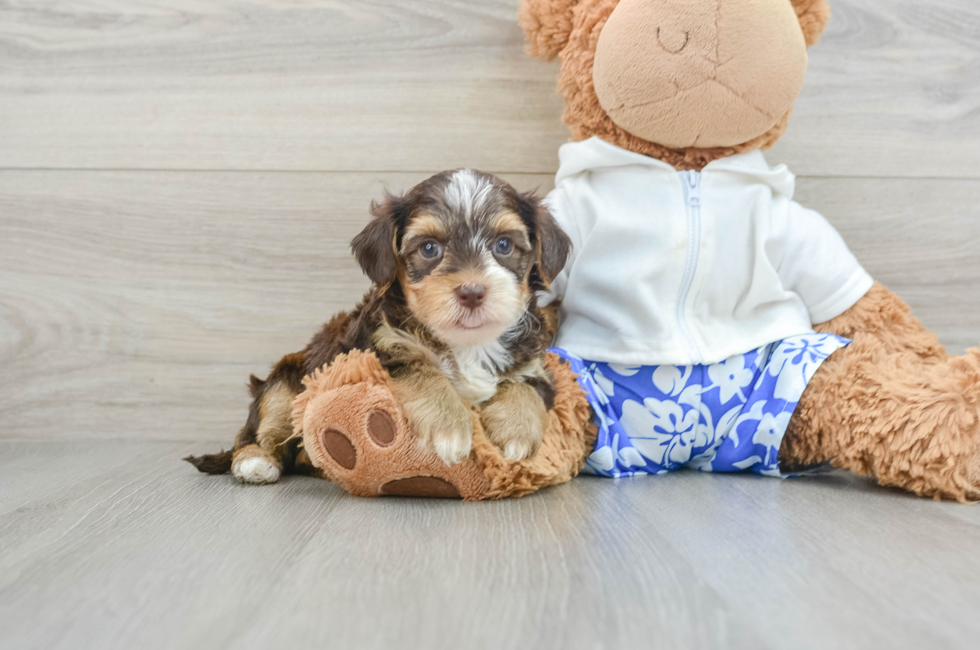 7 week old Yorkie Poo Puppy For Sale - Pilesgrove Pups