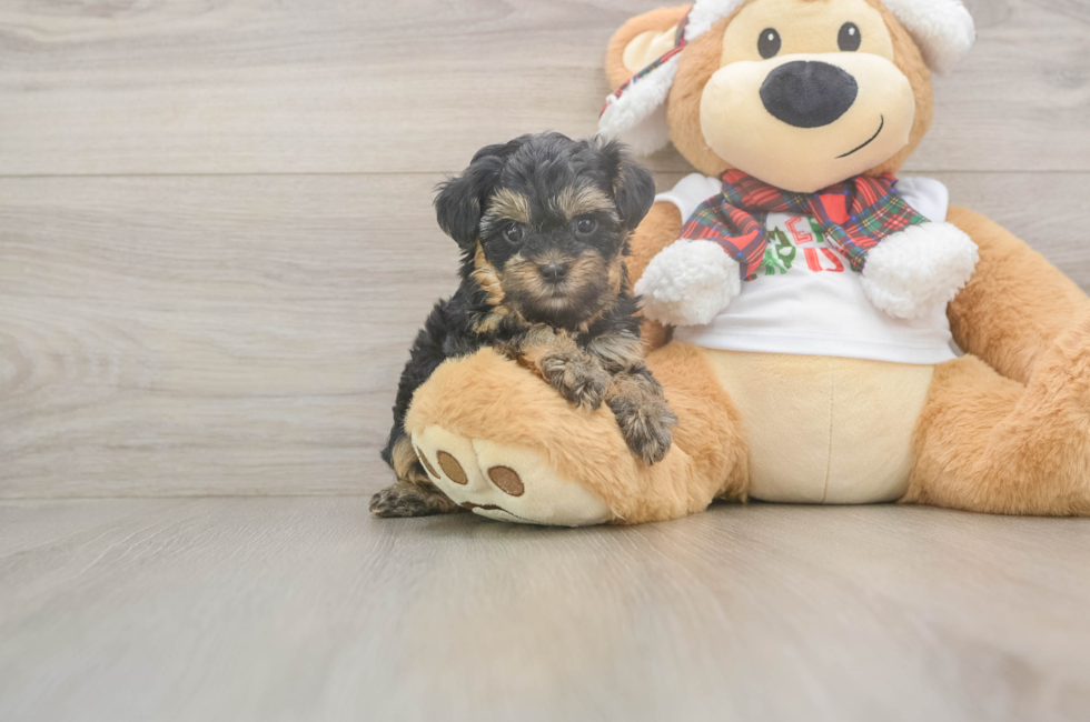 5 week old Yorkie Poo Puppy For Sale - Pilesgrove Pups