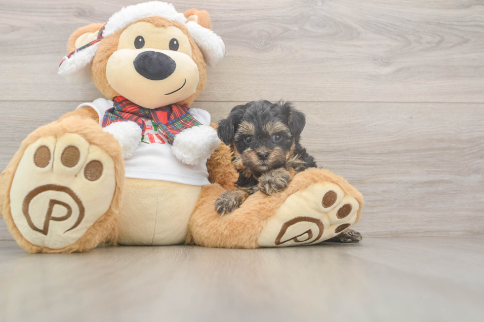 Cute Yorkie Poo Baby