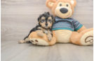 Funny Yorkie Poo Poodle Mix Pup