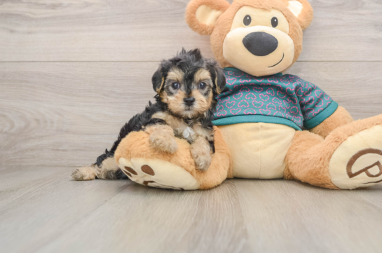Funny Yorkie Poo Poodle Mix Pup
