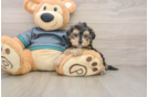 Yorkie Poo Pup Being Cute