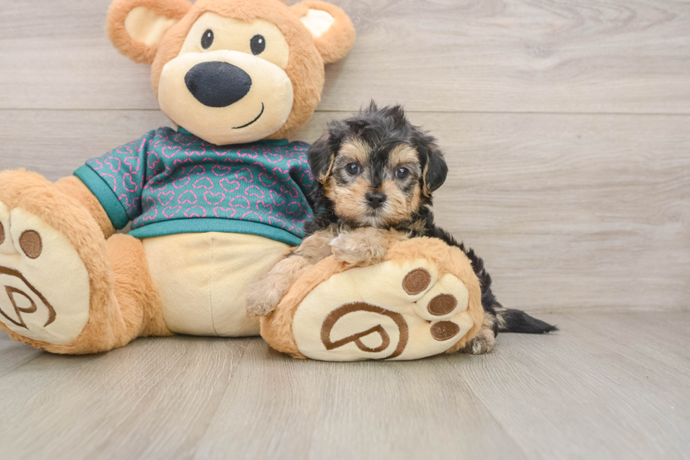 Yorkie Poo Pup Being Cute