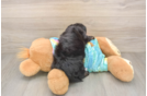 Friendly Yorkie Poo Baby