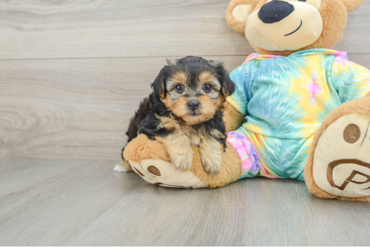 Sweet Yorkie Poo Baby