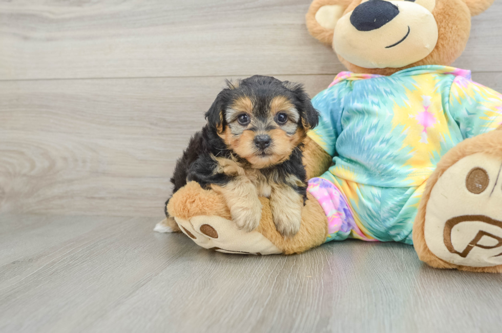 6 week old Yorkie Poo Puppy For Sale - Pilesgrove Pups