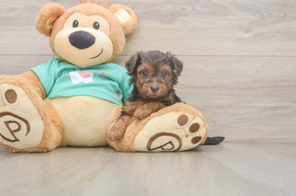 5 week old Yorkie Poo Puppy For Sale - Pilesgrove Pups