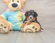 8 week old Yorkie Poo Puppy For Sale - Pilesgrove Pups