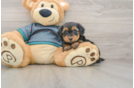 Yorkie Poo Puppy for Adoption