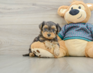 6 week old Yorkie Poo Puppy For Sale - Pilesgrove Pups