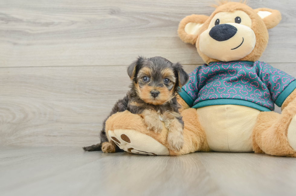 6 week old Yorkie Poo Puppy For Sale - Pilesgrove Pups