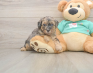 8 week old Yorkie Poo Puppy For Sale - Pilesgrove Pups