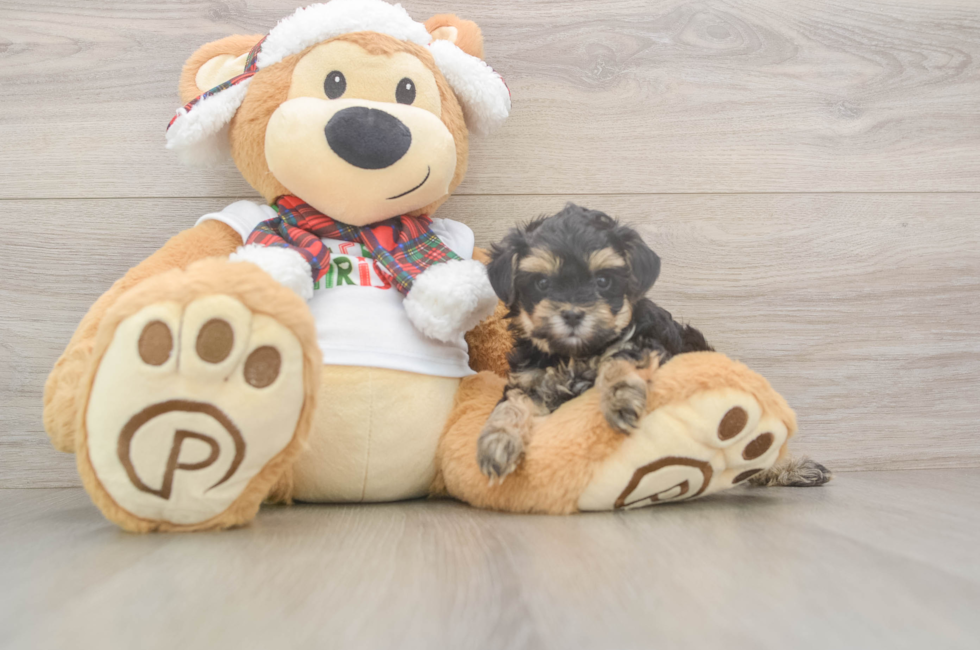 5 week old Yorkie Poo Puppy For Sale - Pilesgrove Pups