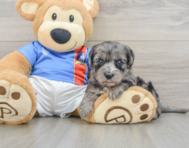 6 week old Yorkie Poo Puppy For Sale - Pilesgrove Pups