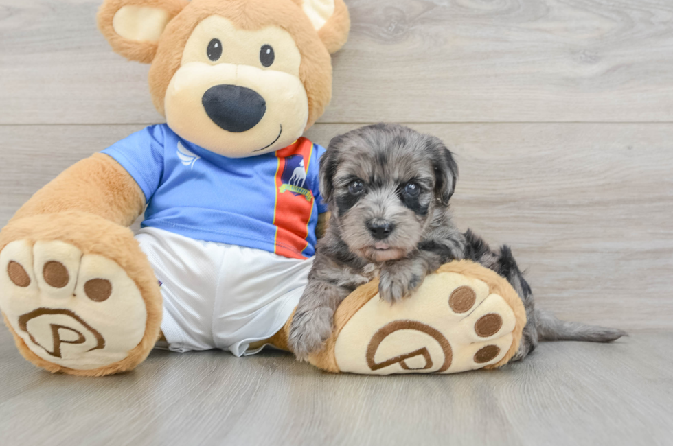 5 week old Yorkie Poo Puppy For Sale - Pilesgrove Pups
