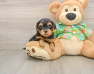 8 week old Yorkie Poo Puppy For Sale - Pilesgrove Pups