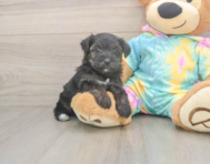 7 week old Yorkie Poo Puppy For Sale - Pilesgrove Pups