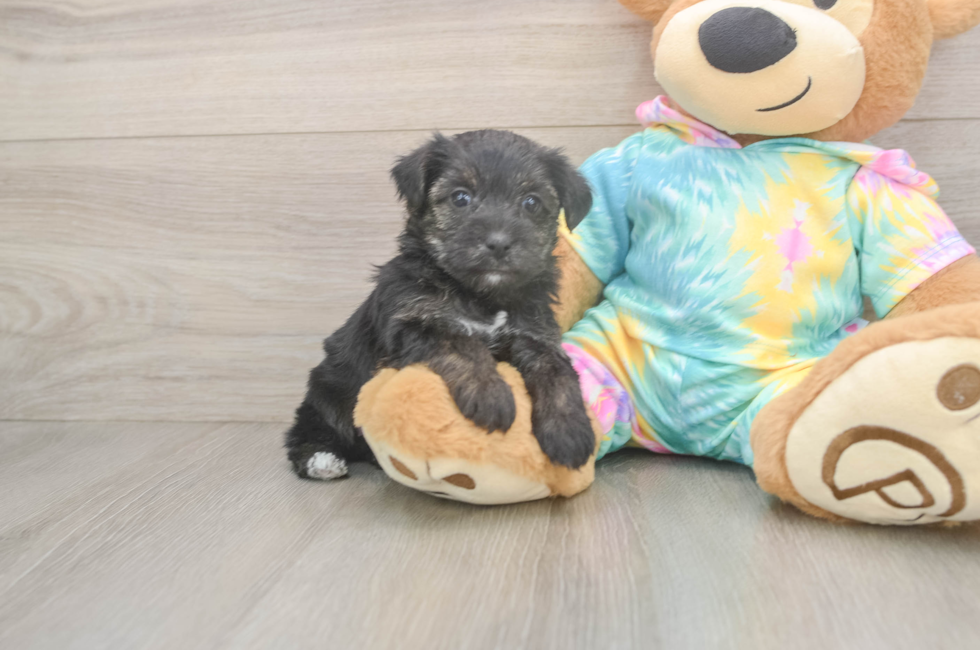 5 week old Yorkie Poo Puppy For Sale - Pilesgrove Pups