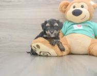 8 week old Yorkie Poo Puppy For Sale - Pilesgrove Pups