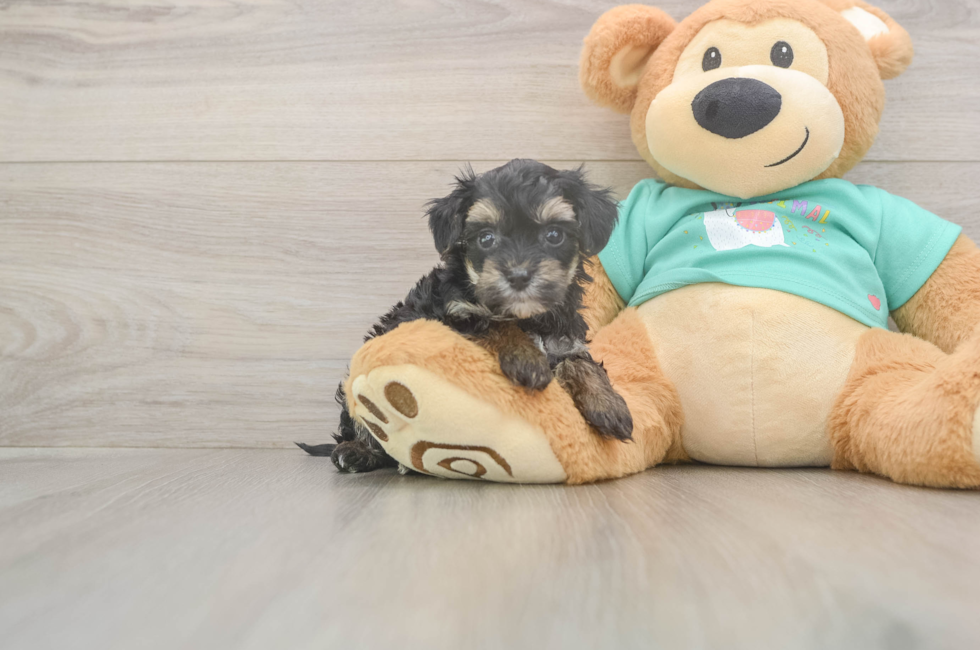 6 week old Yorkie Poo Puppy For Sale - Pilesgrove Pups