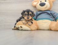 8 week old Yorkie Poo Puppy For Sale - Pilesgrove Pups