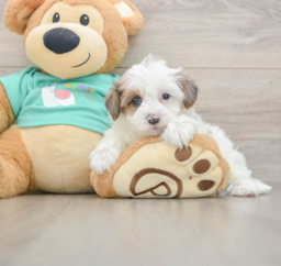 7 week old Yorkie Poo Puppy For Sale - Pilesgrove Pups
