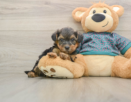 8 week old Yorkie Poo Puppy For Sale - Pilesgrove Pups