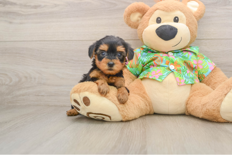 Little Yorkie Poodle Mix Poodle Mix Puppy