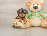 8 week old Yorkie Poo Puppy For Sale - Pilesgrove Pups