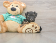 9 week old Yorkie Poo Puppy For Sale - Pilesgrove Pups