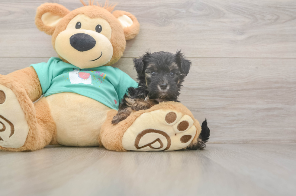 6 week old Yorkie Poo Puppy For Sale - Pilesgrove Pups